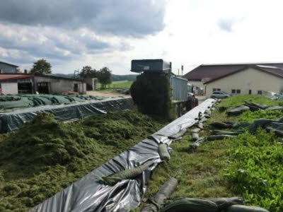 Grasernte