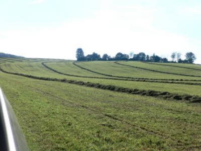 Grasschwaden