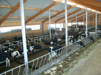 Milchviehstall